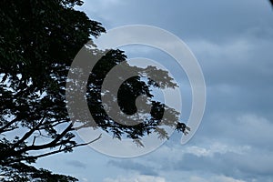 Tree branches against cloudy sky image