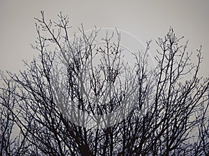 Tree branches against a cold winter sky