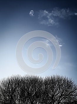 tree branches against a gradient sky