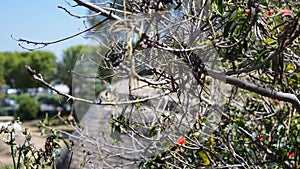 Tree branches against the nature of Cyprus