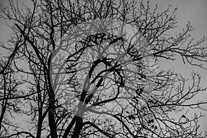 Tree branches against the sky.