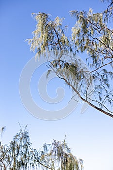 Tree branches against the sky