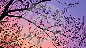 Tree branches against twilight sky