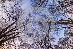 The sky before the onset of spring