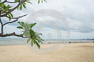 Tree branches at beach in cloudy day