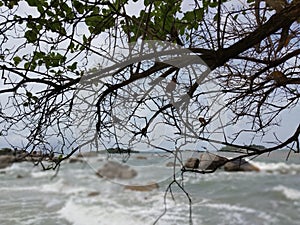 Tree branches by the beach