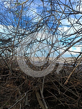 Tree branches on the beach