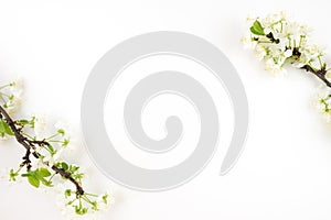 Tree branches with beautiful flowers on white background, banner design