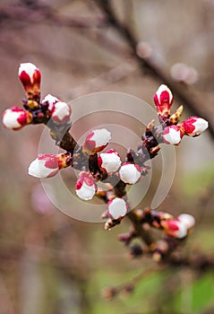 Tree branches with beautiful tiny flowers. Apple blossoms plenitude. Beautiful floral image of spring nature. Vertical.