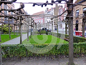 Tree branches being trained horizontal