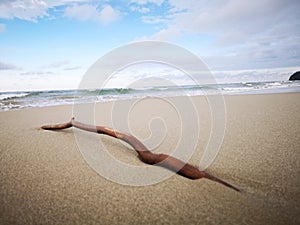 Tree branches being washed away with a macro shot on the sea shore background.