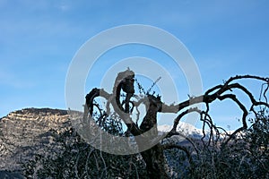 A tree with branches that bend to the ground against the background of the blue sky