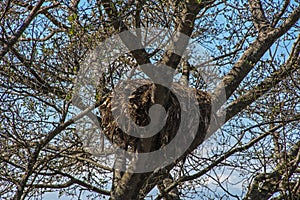 Tree Branches and Bird Nest Against Blue Sky