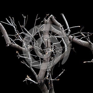 Tree branches on a black background. Cropped branches of bushes