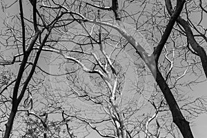 Tree branches in black and white