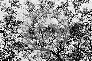 Tree branches silhouette in Barcelona