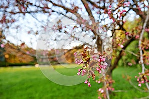 Tree branches in blossom in the spring time