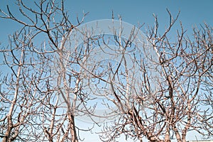 Tree and branches on blue sky and clouds.