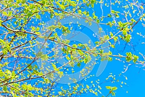 Tree branches with bright green leaves in spring against a blue sky