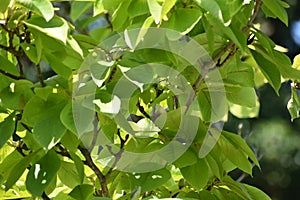 Tree branches with bright green rounded leaves in the park