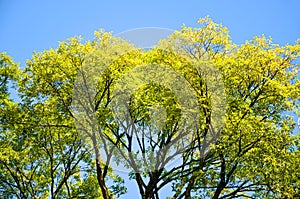 Tree branches with bright spring foliage photographed against the blue sky. Green and yellow leaves, sun shining on the tree.