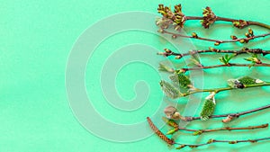 Tree branches with budding buds on a green background. Spring background. Young leaves on twigs