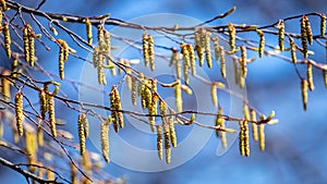 Tree branches with buds on a background of blue sky