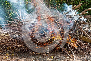 Tree branches burning