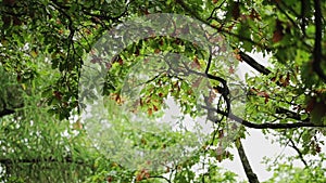 Tree branches calmly hang in windless weather