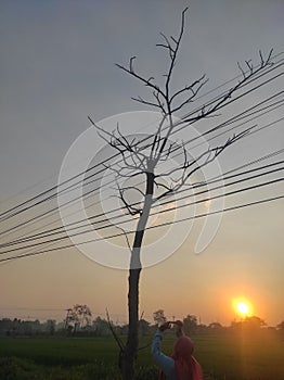 Tree branches caught in electricity poles