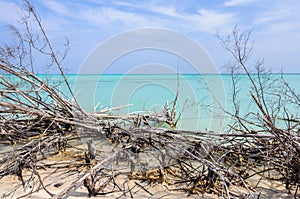 Tree branches in Cayo Levisa Island in Cuba