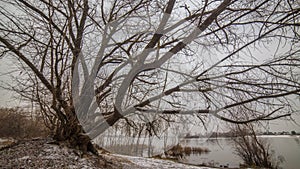 Tree branches clouds winter