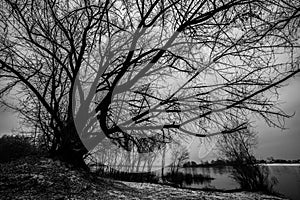 Tree branches clouds winter
