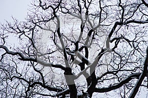 Tree branches clouds winter