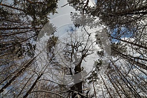Tree branches clouds winter