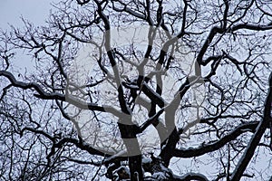 Tree branches clouds winter