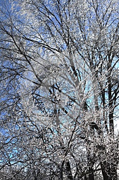 Tree Branches Coated In Ice