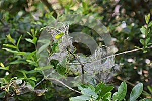 Tree branches covered with Caterpillar webs.