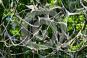 Tree branches covered with Caterpillar webs.