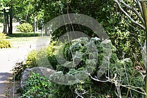 Tree branches covered with Caterpillar webs.