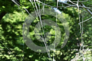 Tree branches covered with Caterpillar webs.