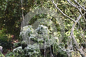 Tree branches covered with Caterpillar webs.
