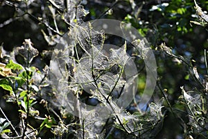 Tree branches covered with Caterpillar webs.