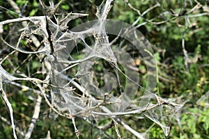 Tree branches covered with Caterpillar webs.