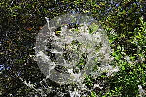 Tree branches covered with Caterpillar webs.