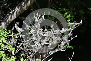 Tree branches covered with Caterpillar webs.