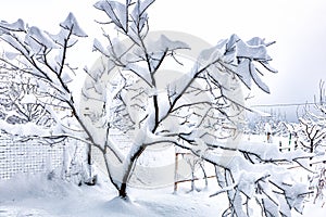 Tree branches covered with dense wet snow