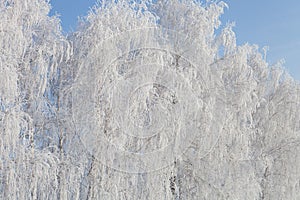 Tree Branches Covered in Fresh Snow.