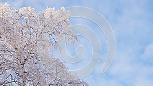 Tree with branches covered with fresh snow. Crown of birch against cloudy blue and white sky in winter. Background with copy space
