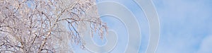 A tree with branches covered with fresh snow. The crown of a birch against a cloudy blue and white sky in winter. Banner or header